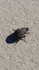 Phyllophaga cribrosa