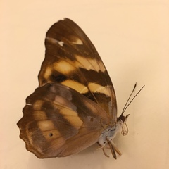 Herona marathus