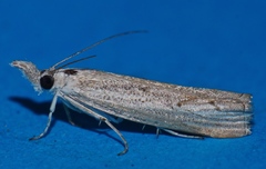 Culladia hastiferalis