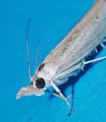 Culladia hastiferalis