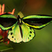 Ornithoptera priamus pronomus - Photo (c) Mark Simpson, some rights reserved (CC BY-NC), uploaded by Mark Simpson