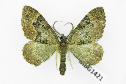 Large Twin-spot Carpet