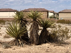 Yucca schidigera