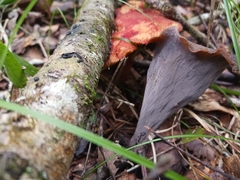 Craterellus fallax image