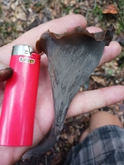 Craterellus fallax image