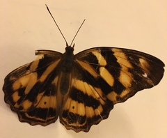 Herona marathus