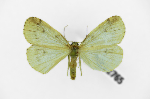 Round-winged Muslin, photo 2 of 10