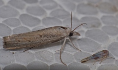 Culladia hastiferalis