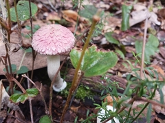 Boletellus ananas image