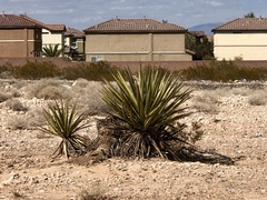 Yucca schidigera