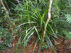 Freycinetia excelsa