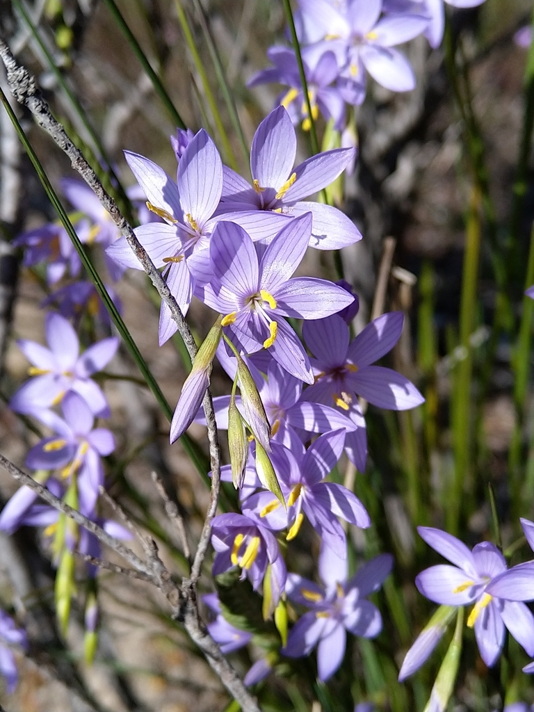 Geissorhiza purpurascens, Unnamed Road, South Africa