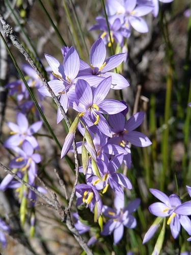 Geissorhiza purpurascens