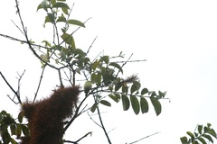 Certhidea fusca
