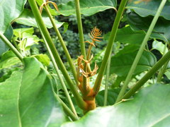 Polyscias australiana