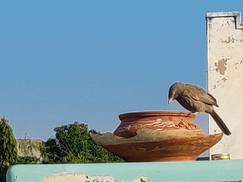 Jungle Babbler (Argya striata), photo 9