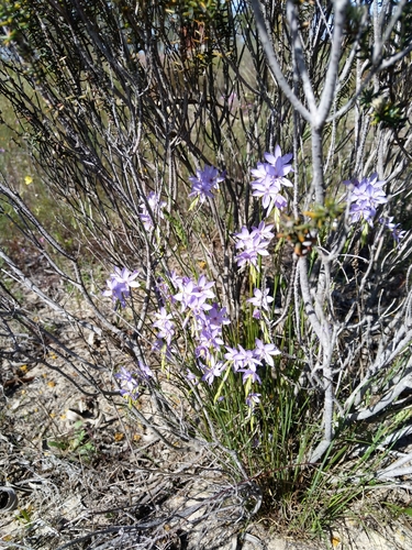 Geissorhiza purpurascens