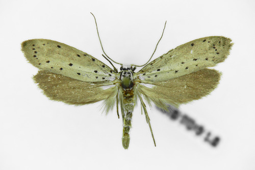 Cherry Ermine