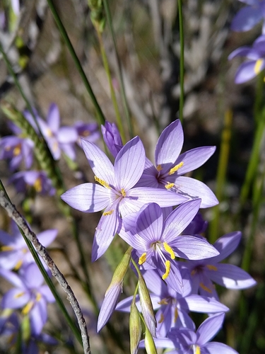 Geissorhiza purpurascens