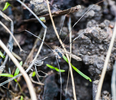 Leuronychus pacificus