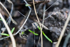 Leuronychus pacificus
