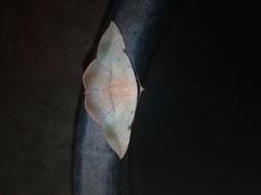 Hypopyra