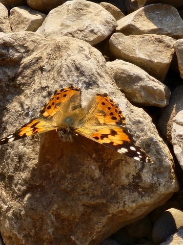 Painted Lady