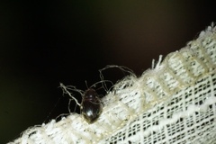 Enneboeus marmoratus