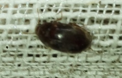 Enneboeus marmoratus