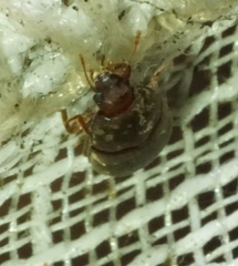 Enneboeus marmoratus