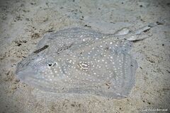 Rough Ray photo 3