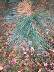 Pinus strobus