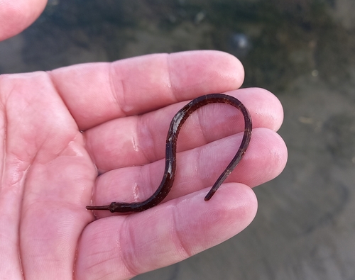 Deep-bodied pipefish (Leptonotus blainvilleanus) — Syngnathidae — 2