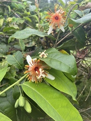 Passiflora pittieri image