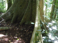 Ficus albipila