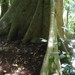 Ficus albipila - Photo (c) coenobita, μερικά δικαιώματα διατηρούνται (CC BY), uploaded by coenobita