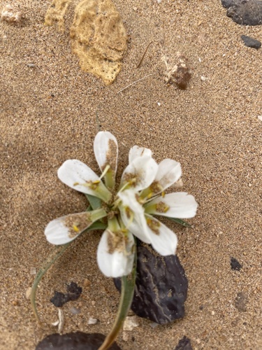 Colchicum gramineum