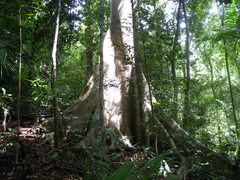 Ficus albipila