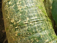 Ficus albipila