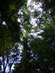 Ficus albipila