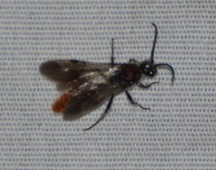 Sphaeropthalma marpesia