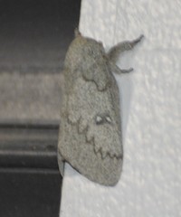 Syssphinx heiligbrodti