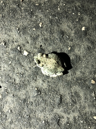 iNaturalist observation photo of Red-spotted Toad
