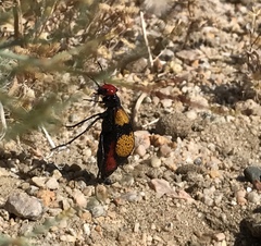 Tegrodera latecincta