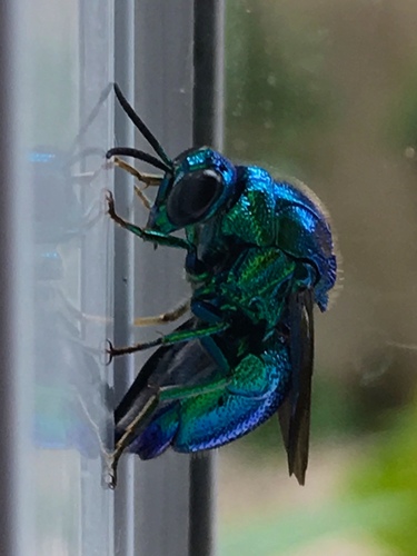 Emerald Cuckoo Wasp