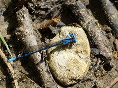 Argia funebris