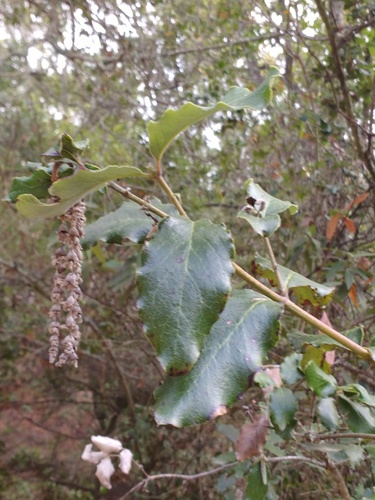 Garrya elliptica