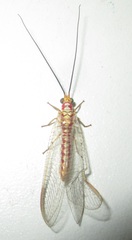 Italochrysa