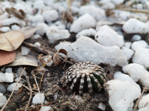 Discocactus horstii