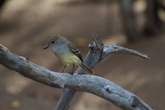 Myiarchus magnirostris